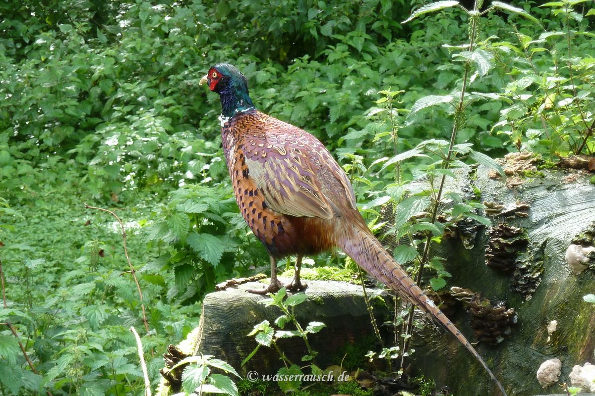 Pheasant