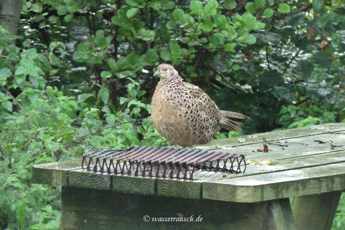 Pheasant