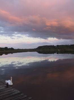 swan_in_light