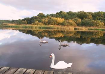 swans_in_autumn