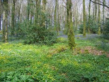 Waldboden