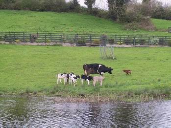 cow with dog