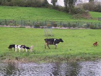 cow with dog