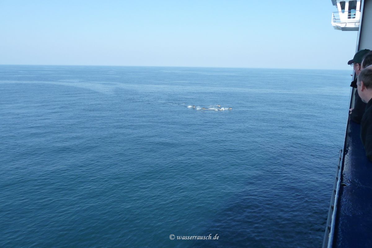 Dolphins