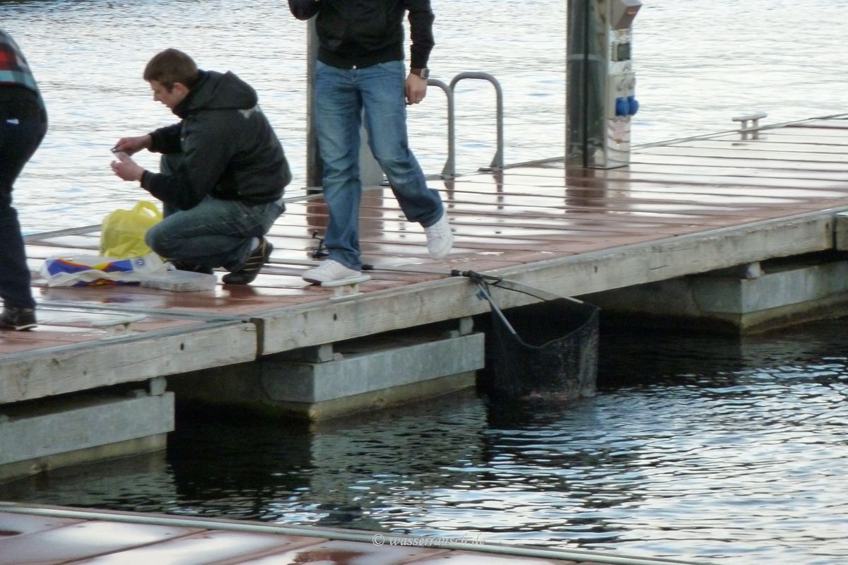Keeping fishes in a small landing net