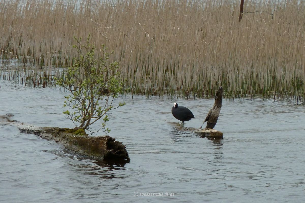 Coot