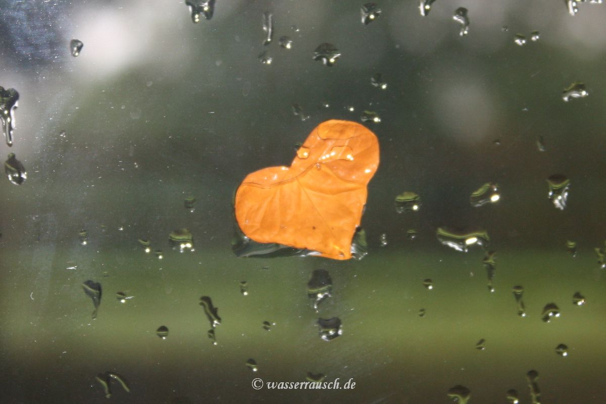Autumn leaf