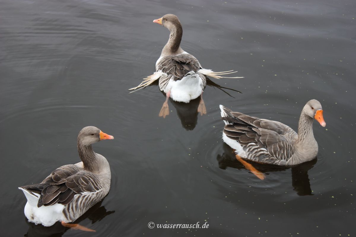 Geese