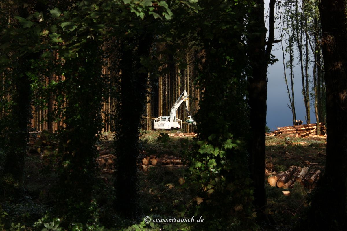 Tree felling