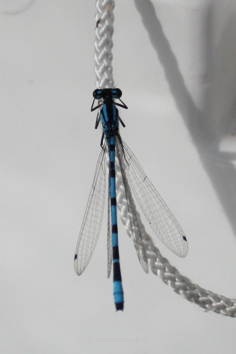 Azure Damselfly