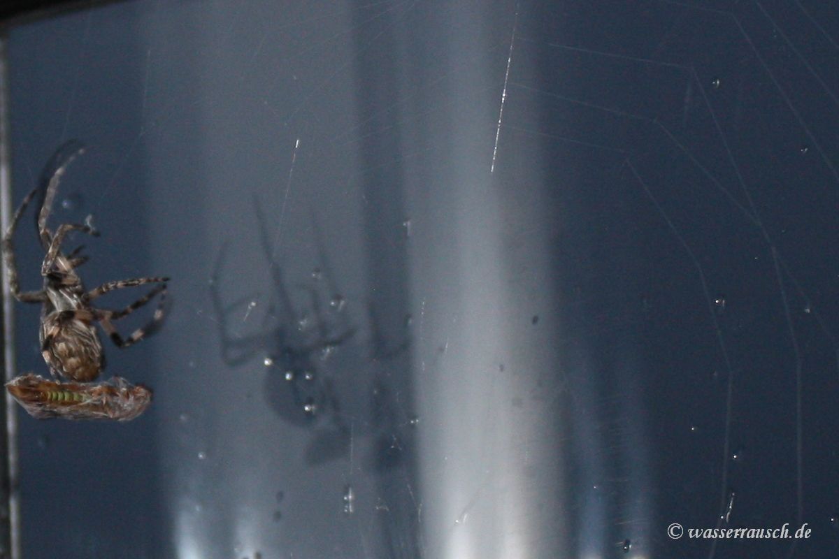 Spider