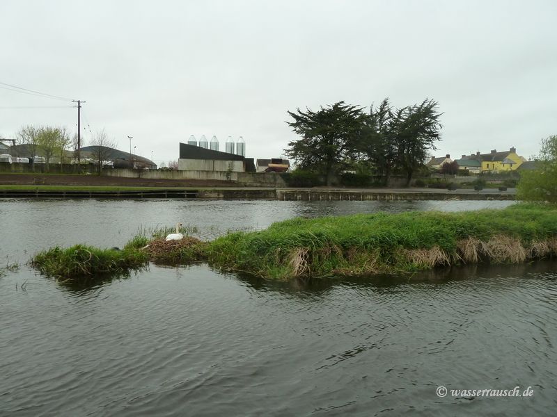 Swan nesting at Goresbridge
