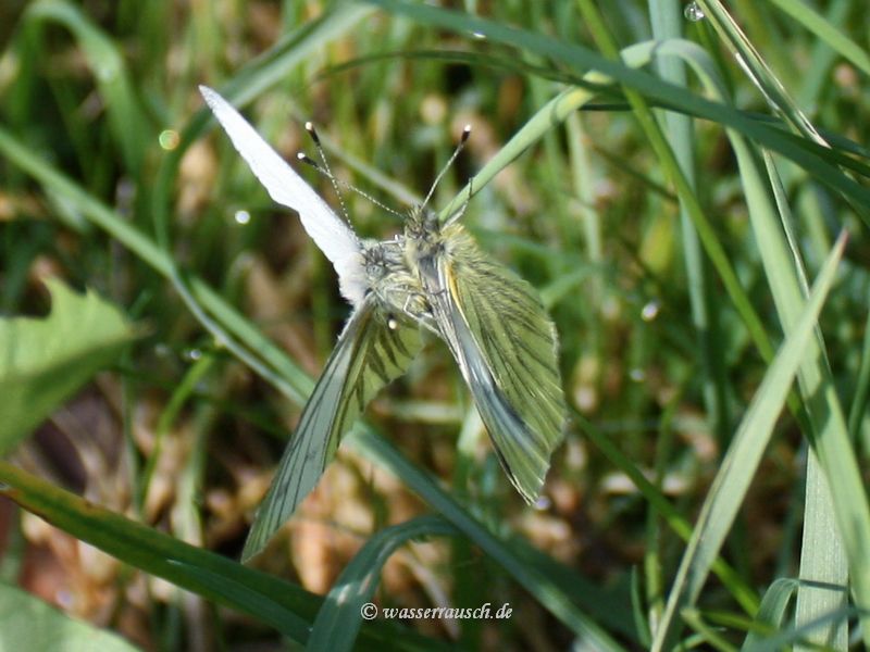 Butterfly mating