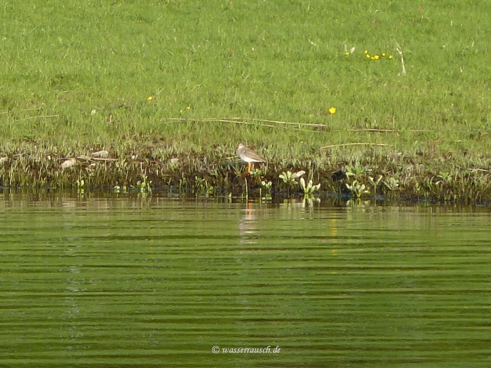 Redshank
