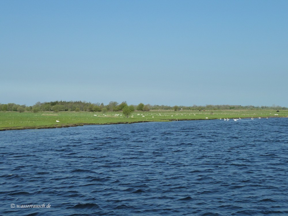 Swans in the Shannon Callows