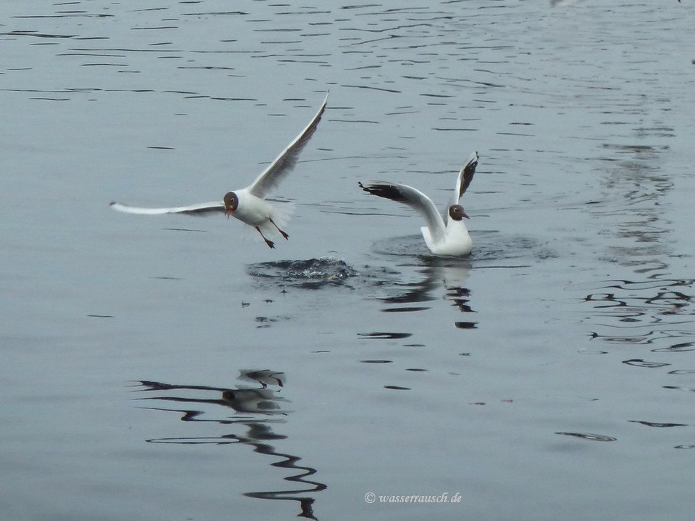 Gulls