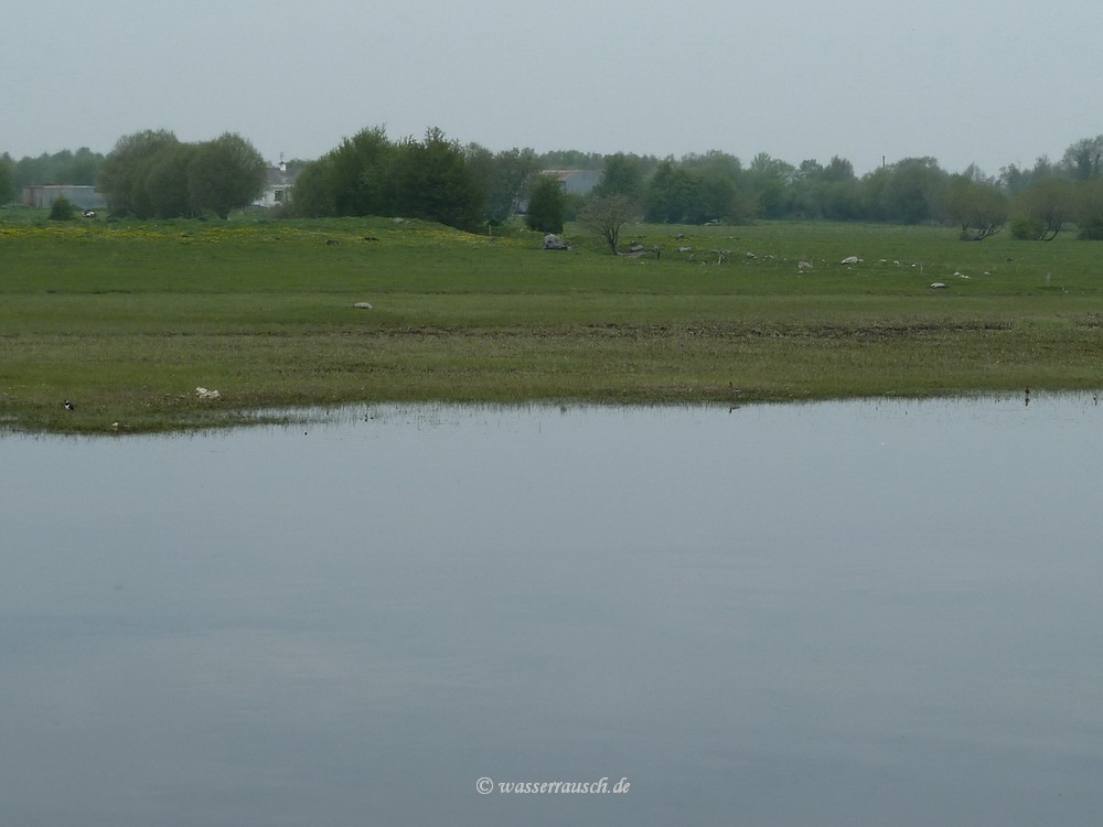 Waders in the Shannon Callows
