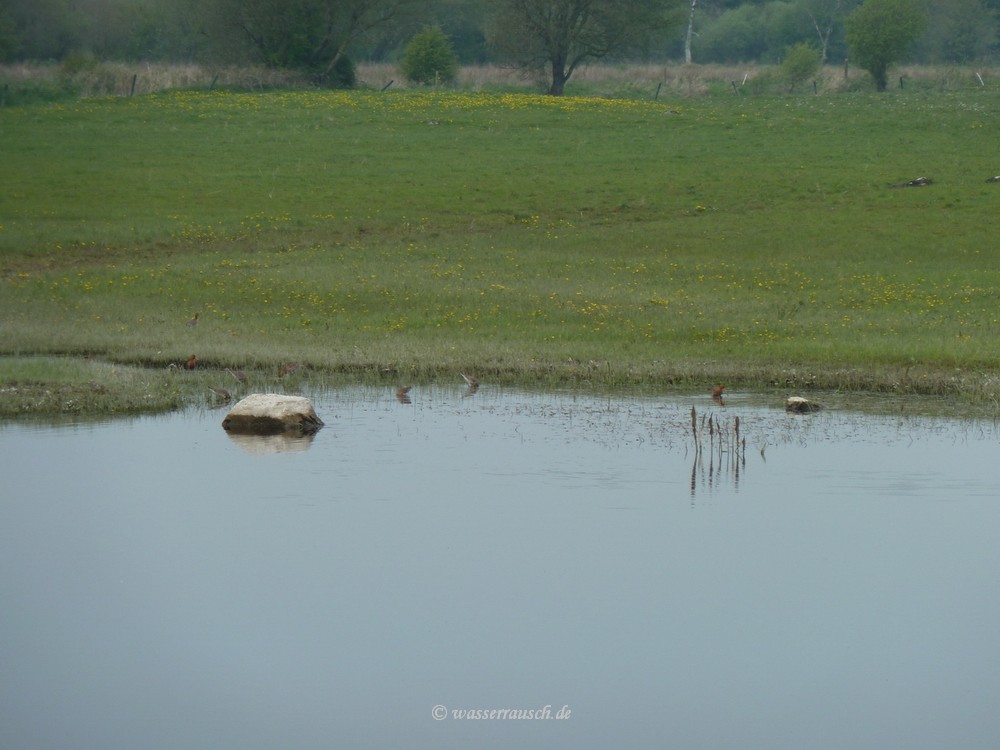 Waders in the Shannon Callows
