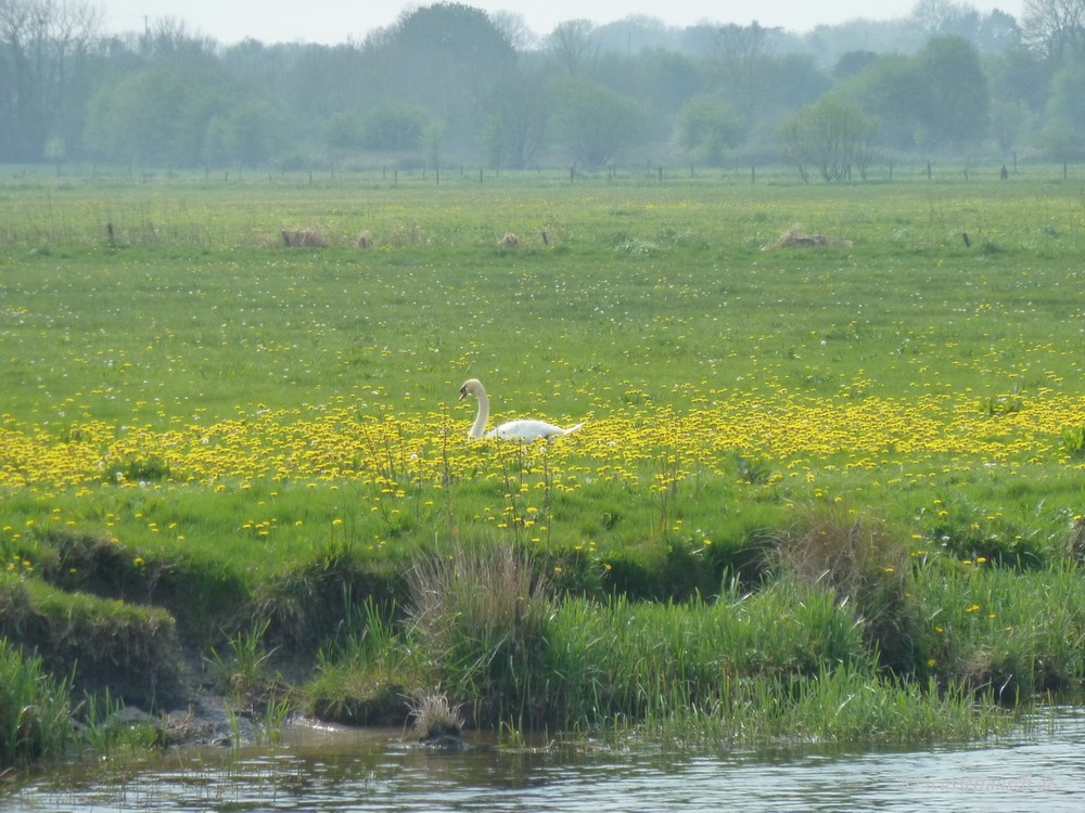 Swan