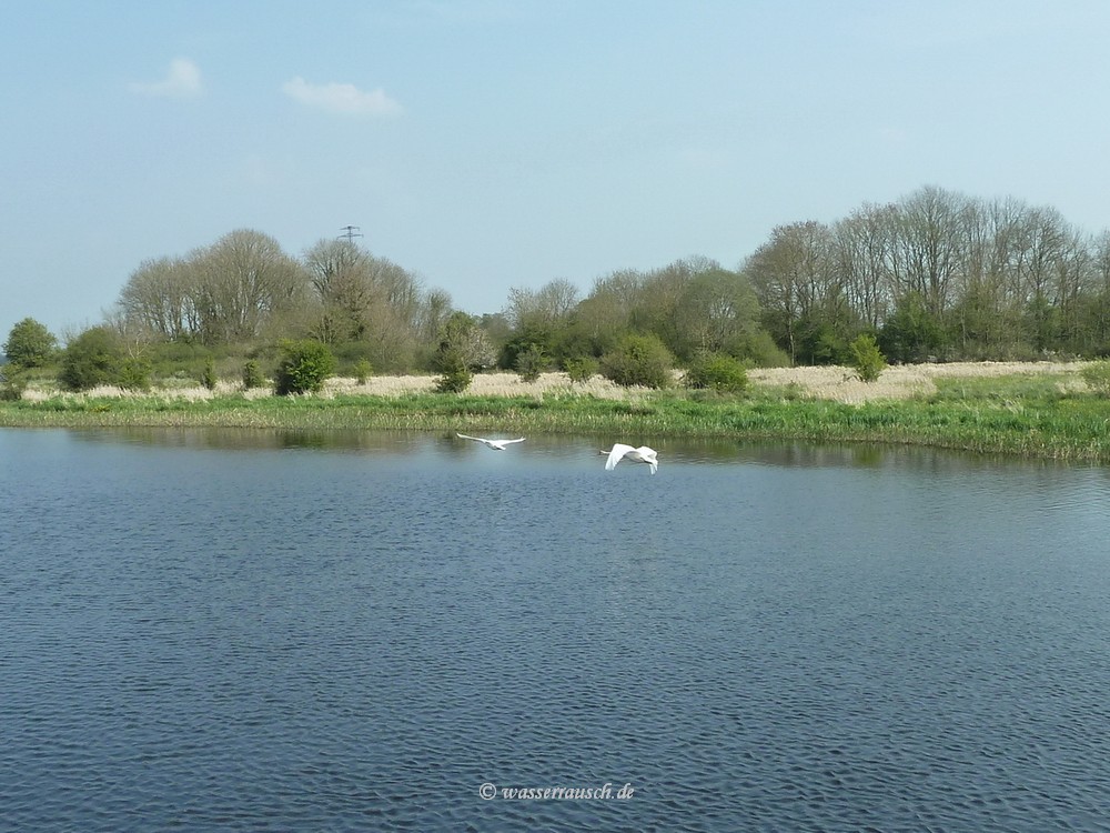 Swans