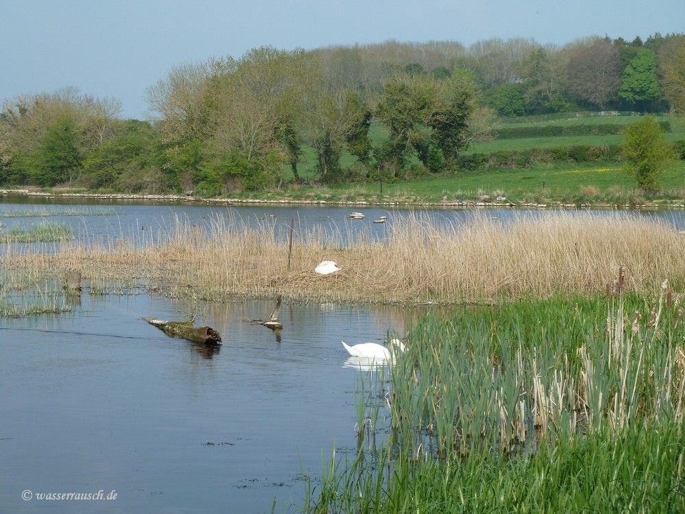 Breeding swan