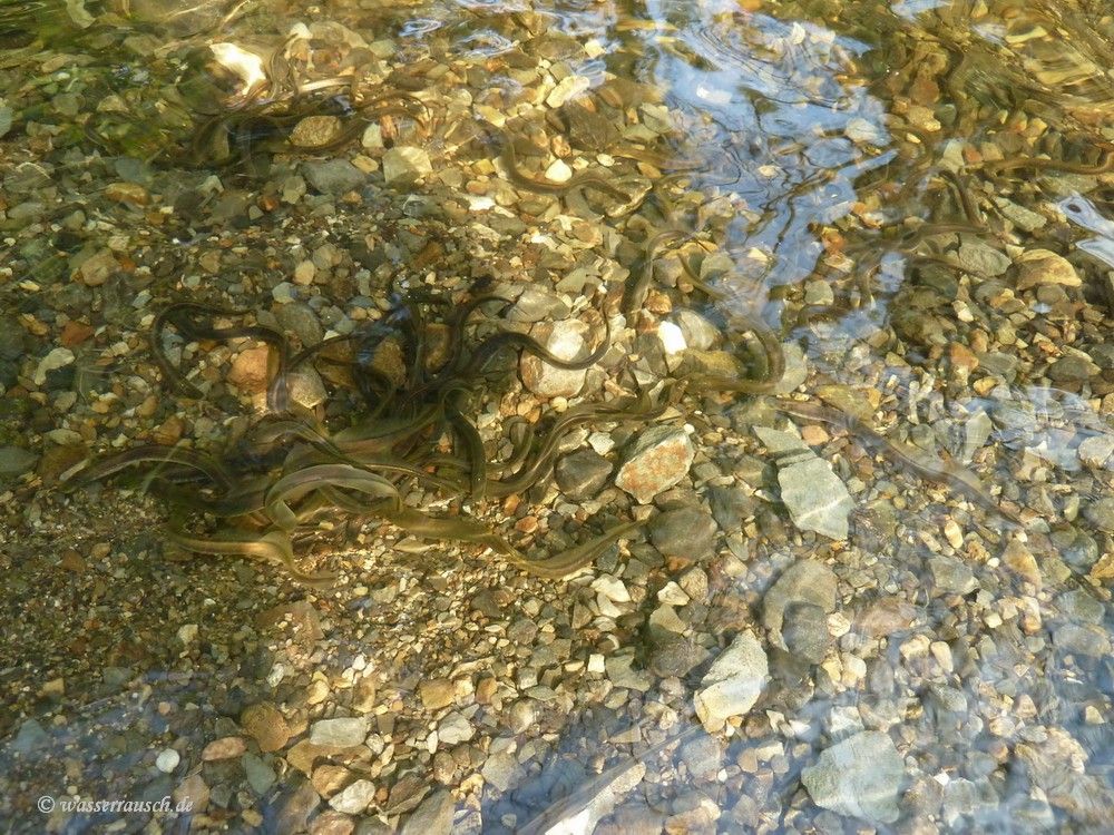 Eels