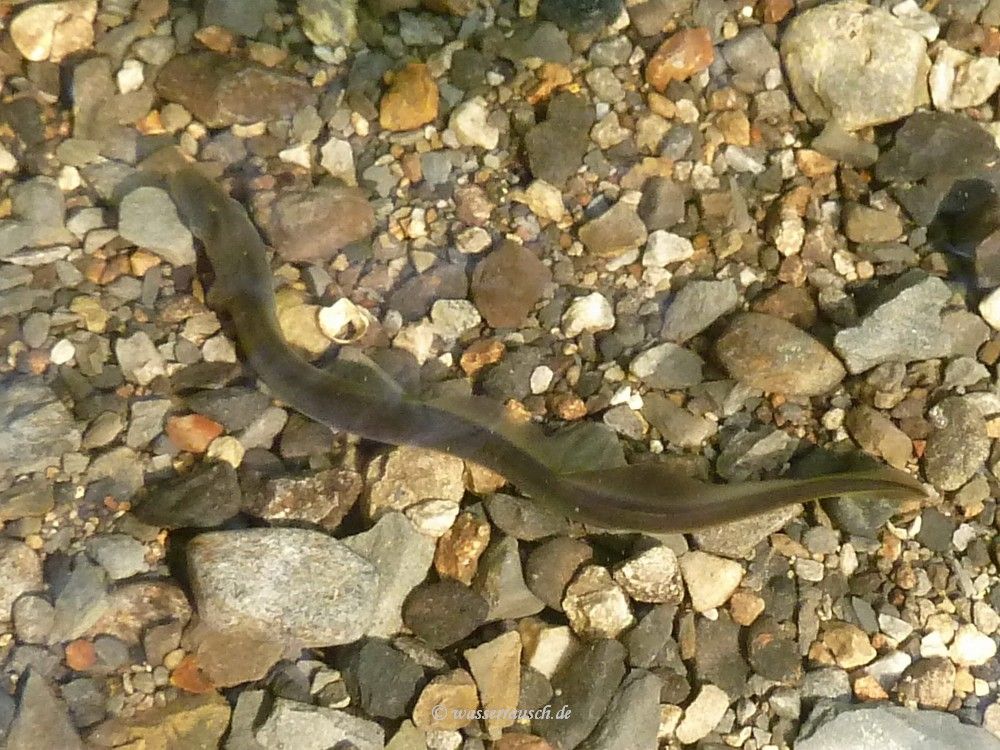 Eel