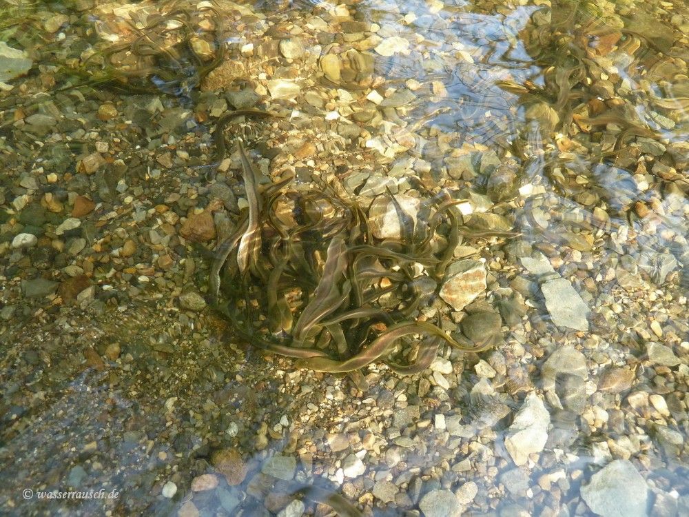 Eels
