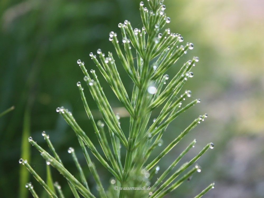 Morning dew