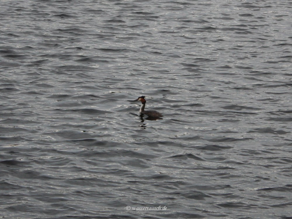 Great Crested Grebe