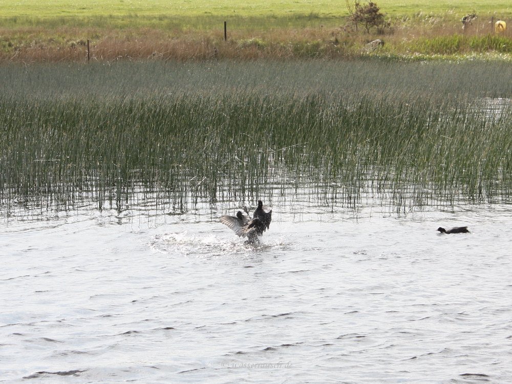 Coot fight