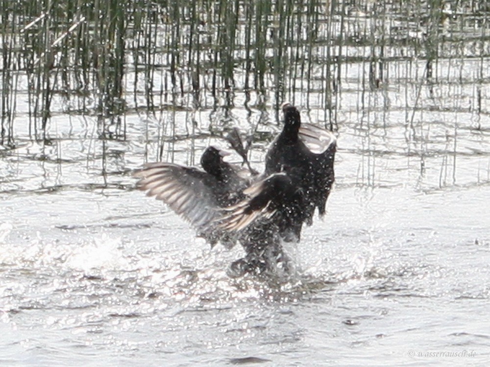 Coot fight