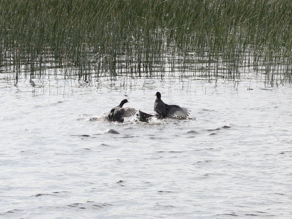 Coot fight