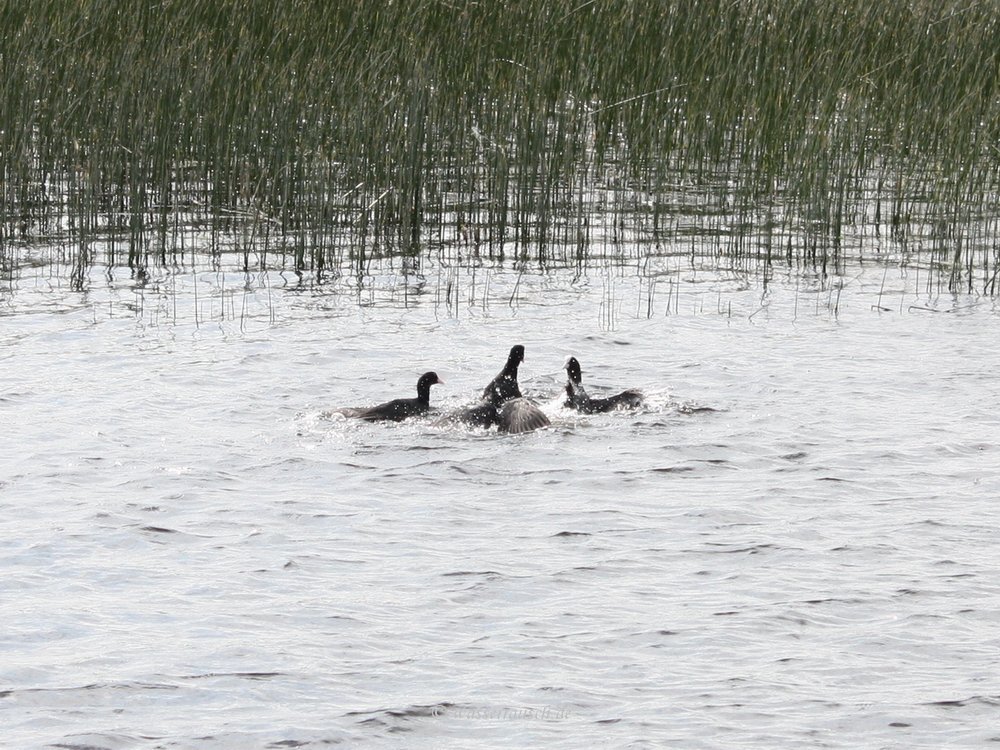 Coot fight