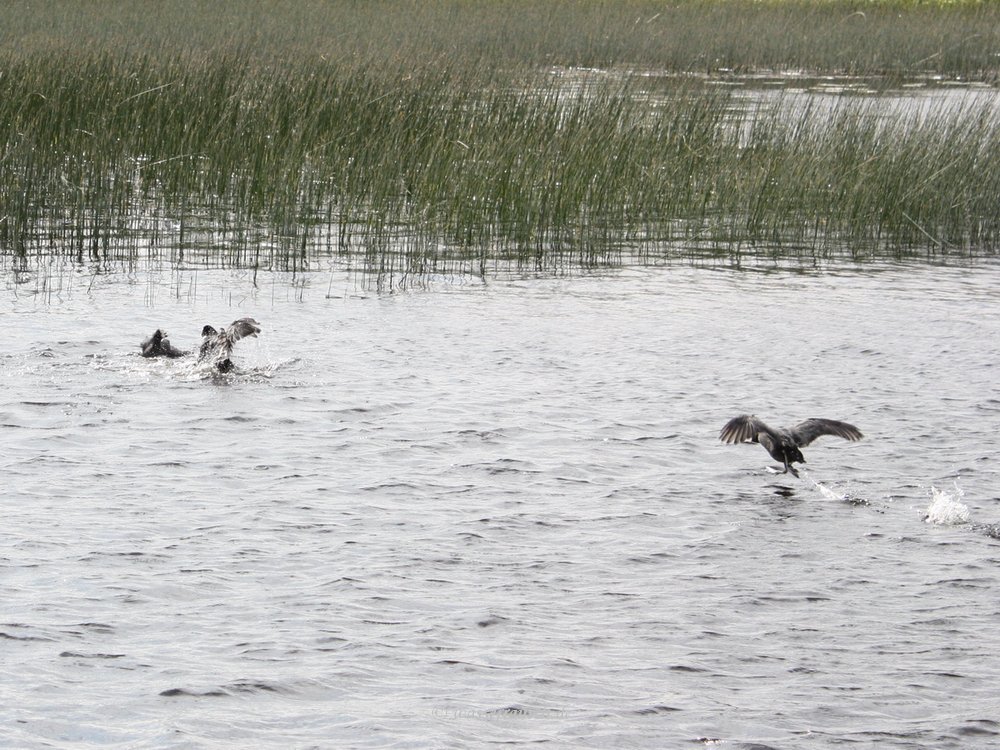 Coot fight