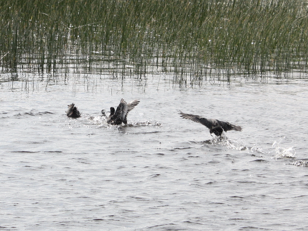 Coot fight