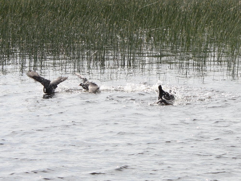 Coot fight