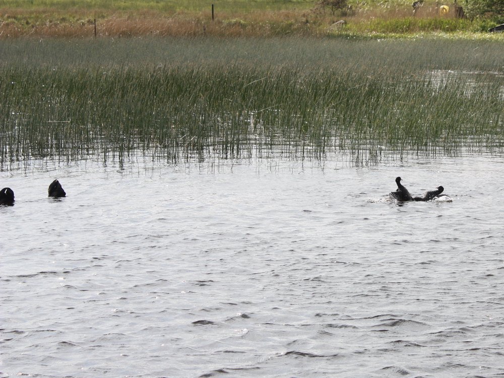 Coot fight