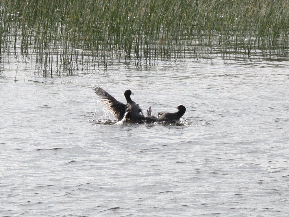 Coot fight