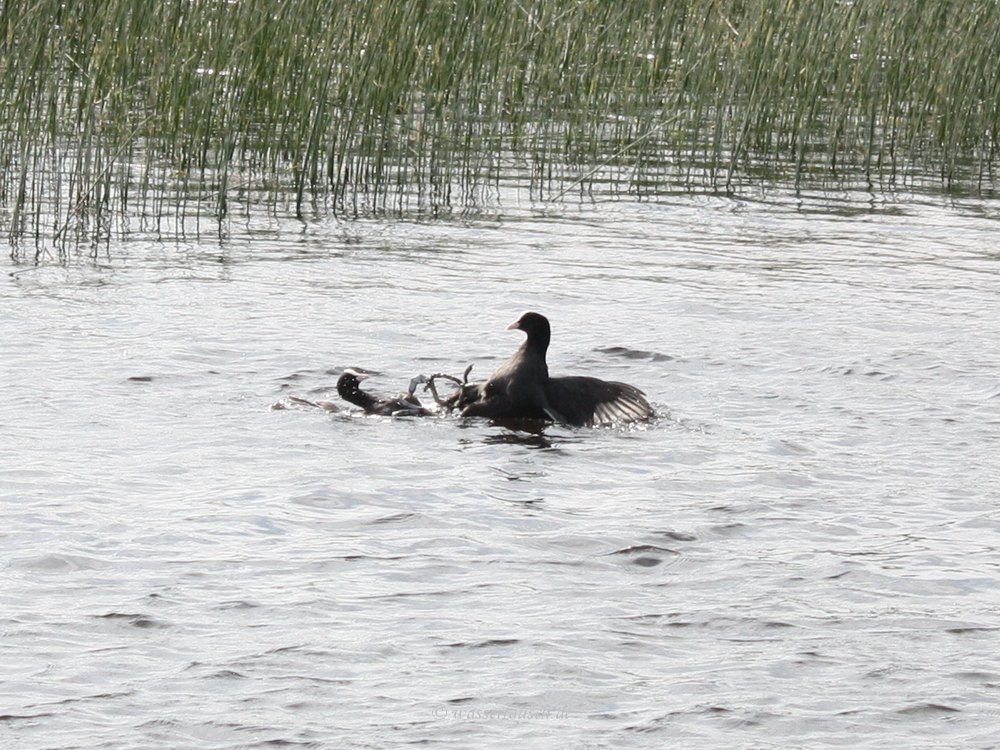 Coot fight