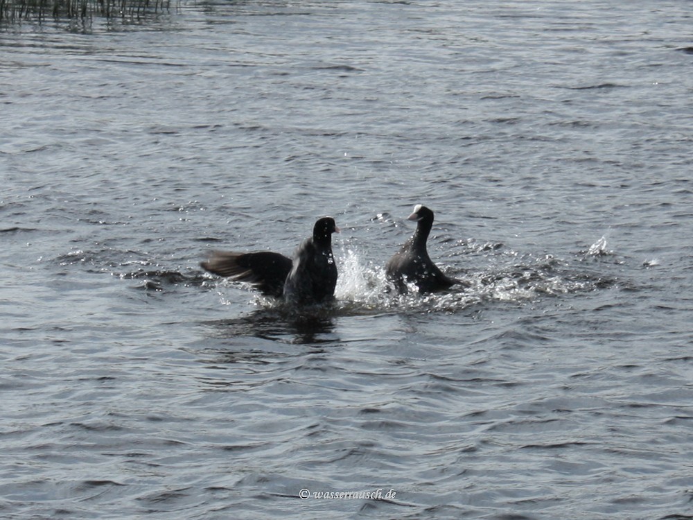 Coot fight