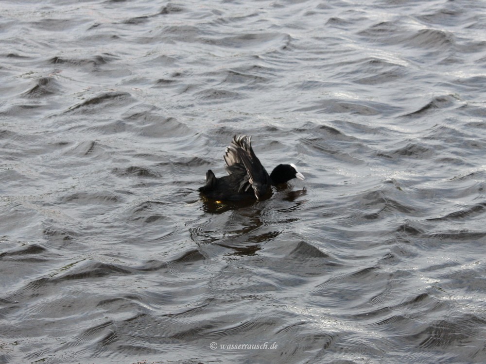 Coot fight
