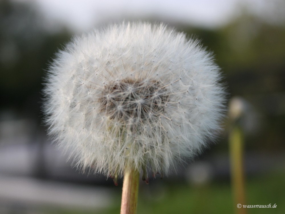 Blowball