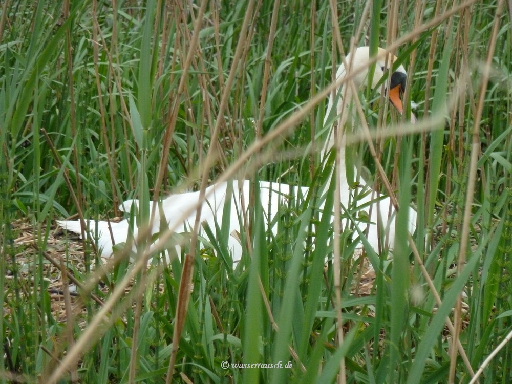 Breeding swan