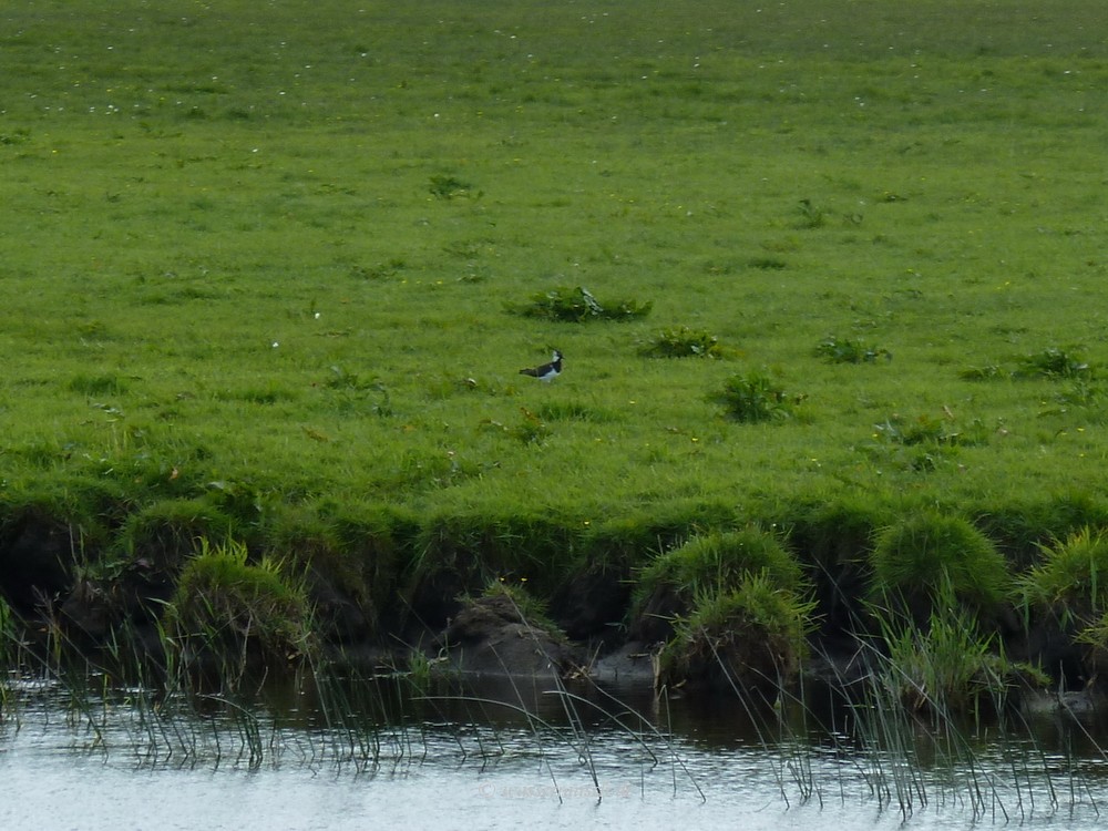 Lapwing