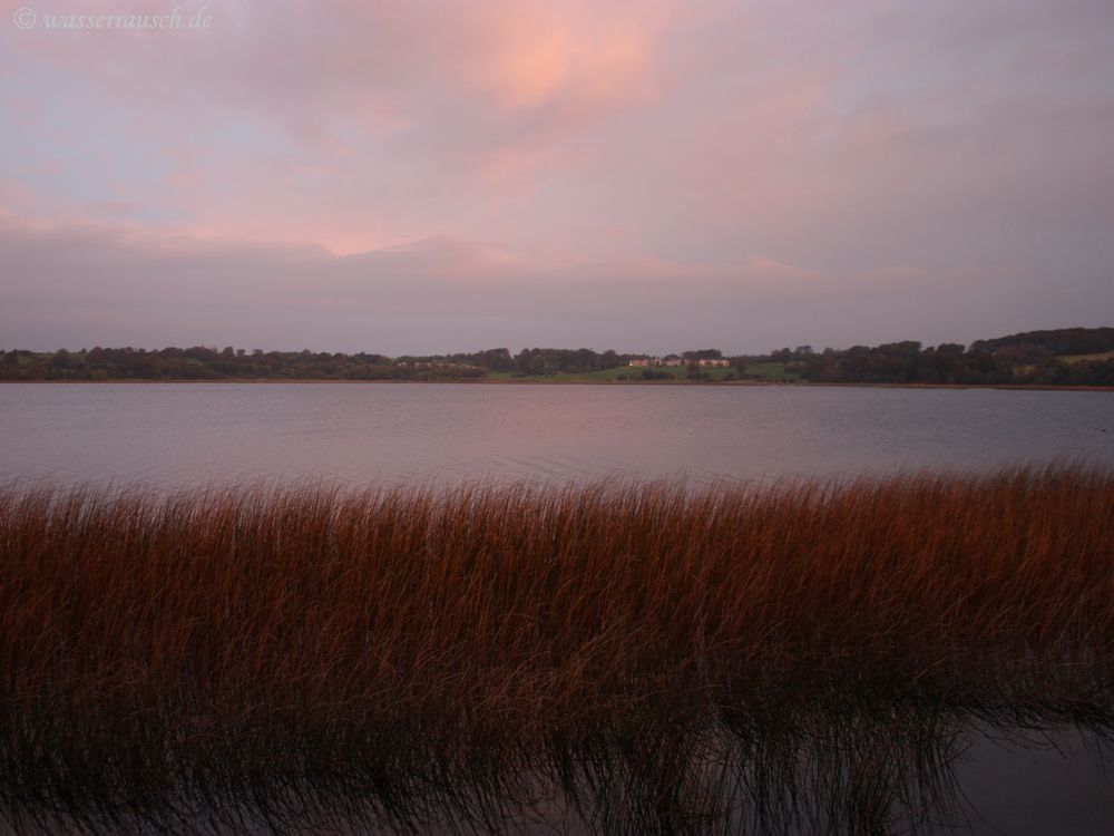 Red reeds