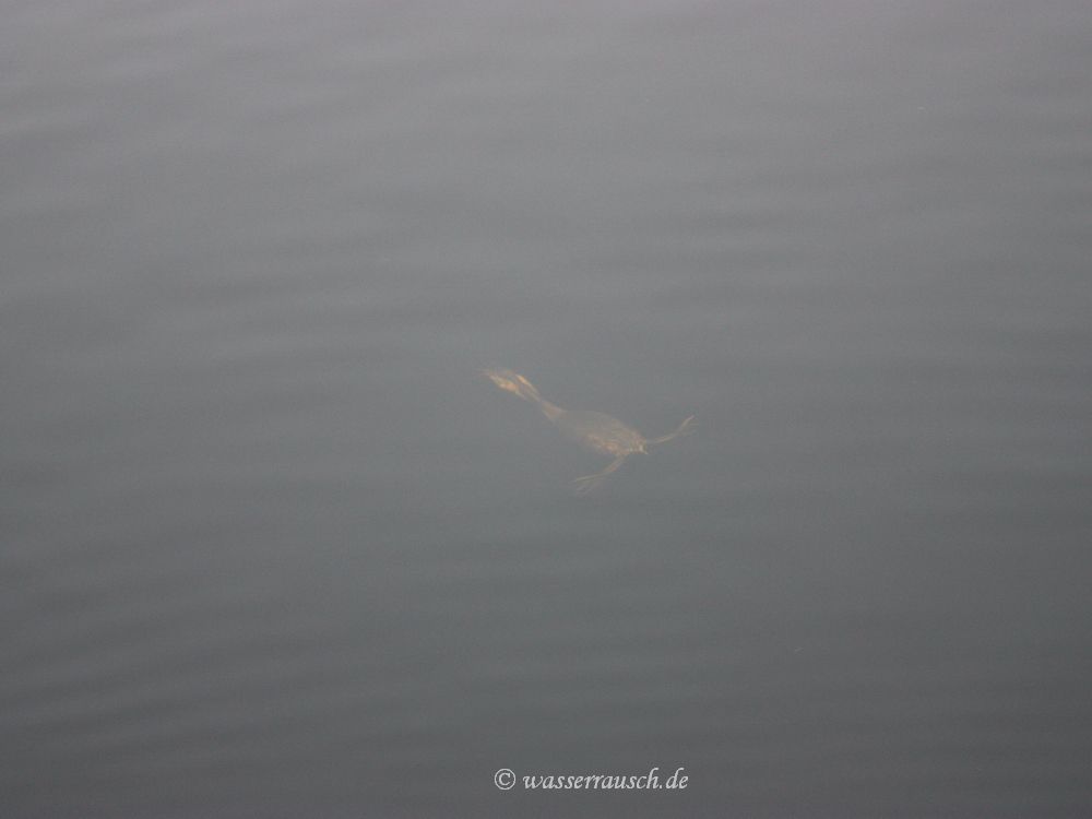 Diving Great Crested Grebe
