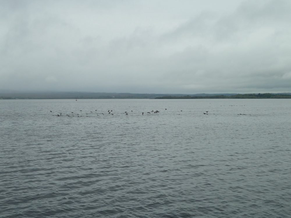 Water fowl on the lake