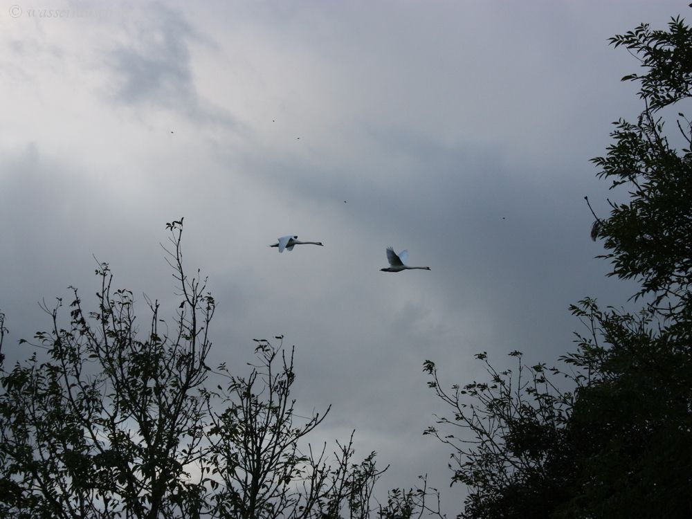 Swans