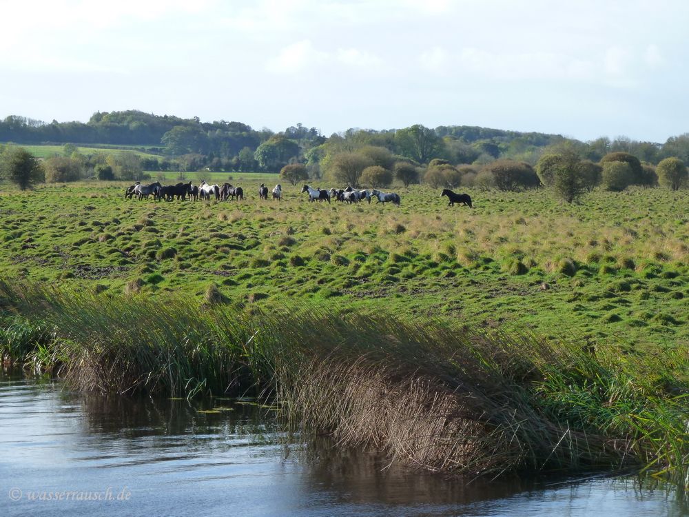 Horses